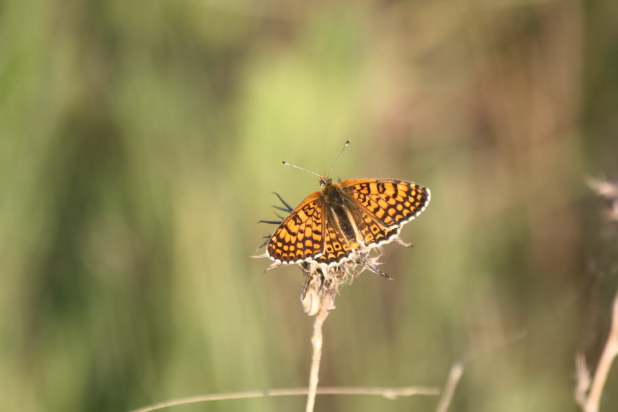 Melitaea cinxia della Grecia ?